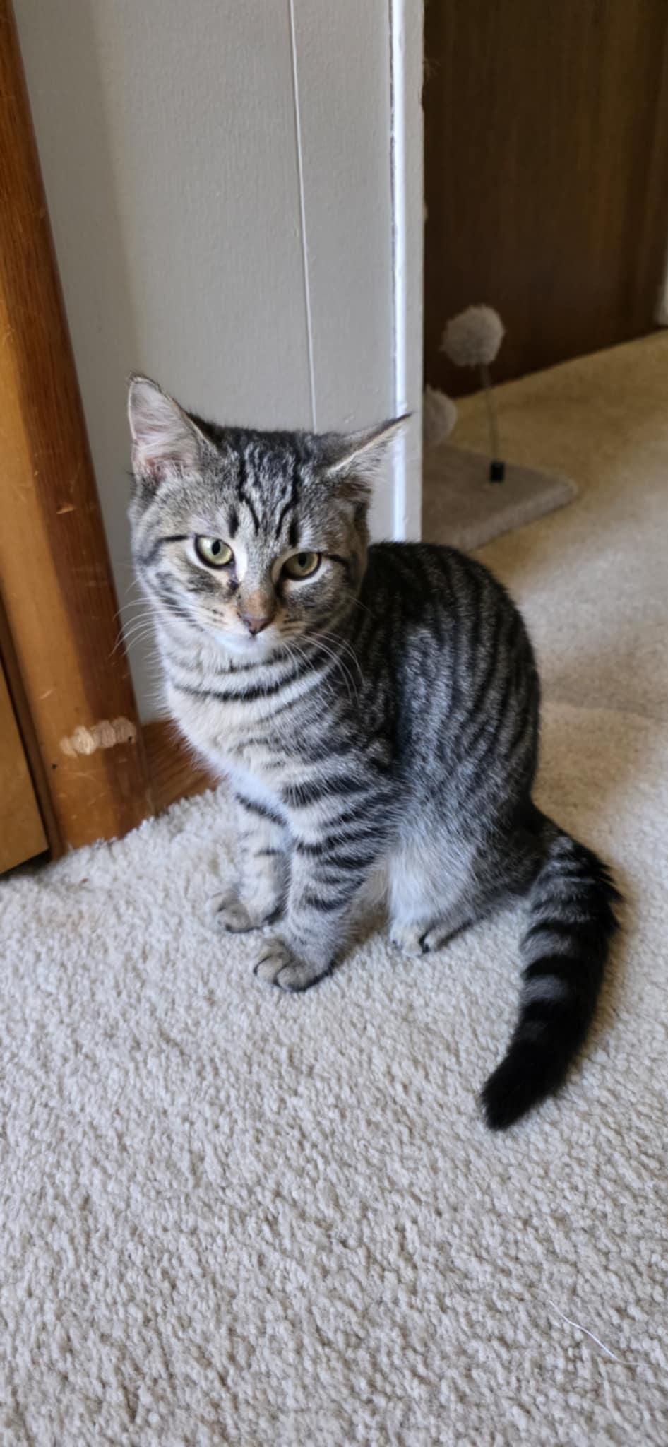 Enlarge Eli, a ADOPTABLE Domestic Short Hair in Mechanicsburg, PA image 1/5