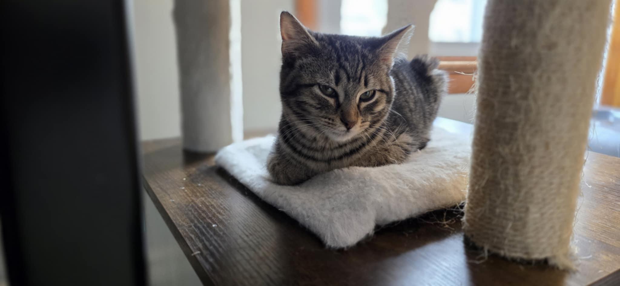 Enlarge Eli, a ADOPTABLE Domestic Short Hair in Mechanicsburg, PA image 4/5