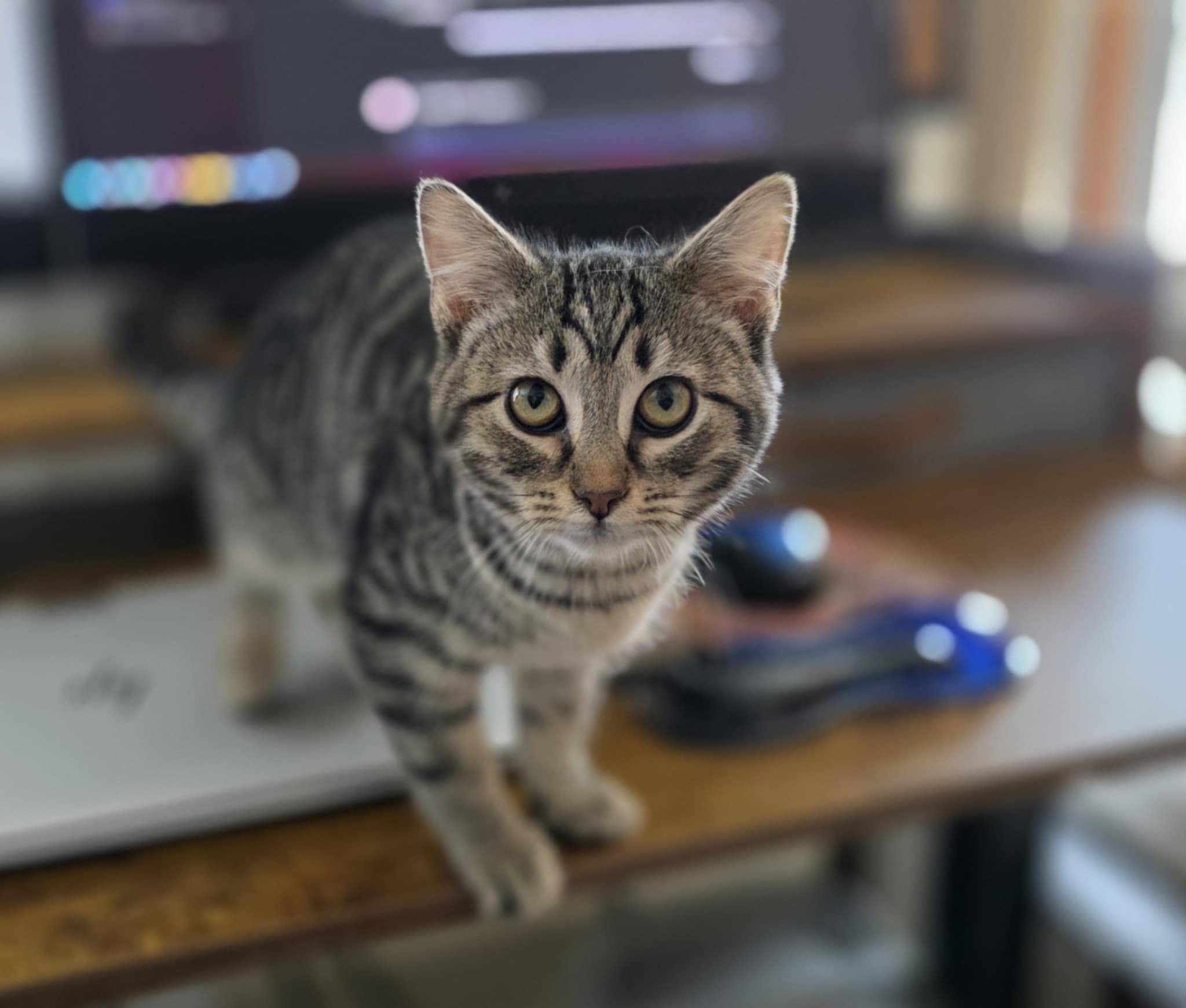 Enlarge Eli, a ADOPTABLE Domestic Short Hair in Mechanicsburg, PA image 2/5