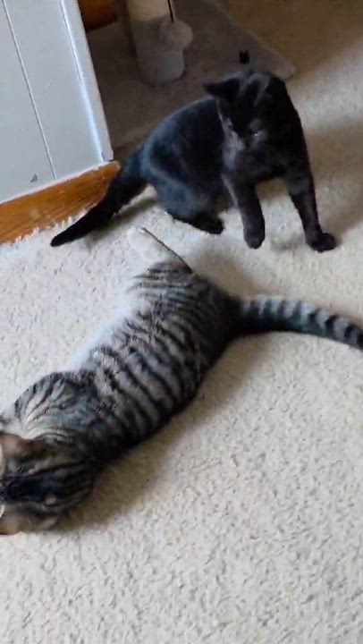 Enlarge Eli, a ADOPTABLE Domestic Short Hair in Mechanicsburg, PA video 3/5