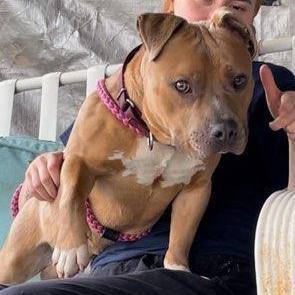 Rally, a Adoptable Mixed Breed in Youngstown, OH image 2/3