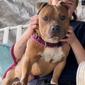 Rally, a Adoptable Mixed Breed in Youngstown, OH image 3/3