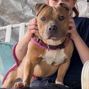 Rally, a Adoptable Mixed Breed in Youngstown, OH image 1/3