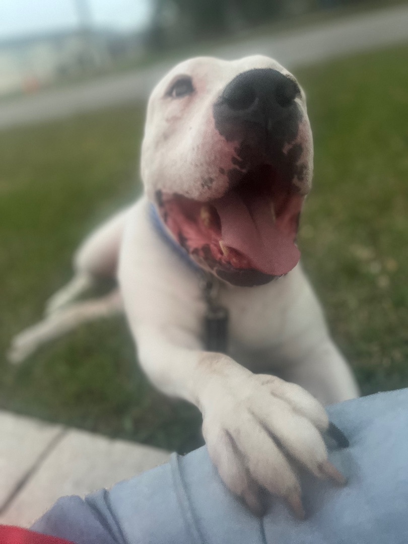 Pluto, a Adoptable mixed breed in Key West, FL image 1/17