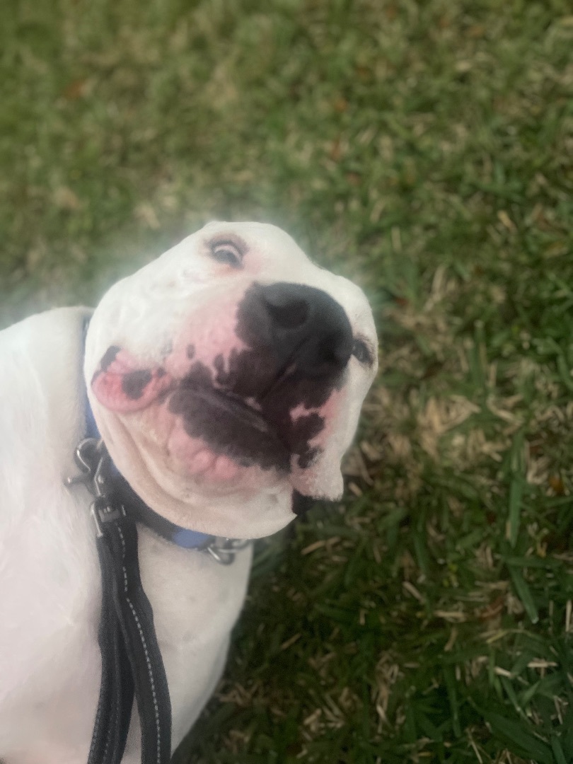 Pluto, a Adoptable mixed breed in Key West, FL image 2/17