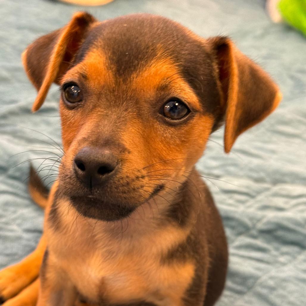 Enlarge Snoopy, a Adoptable mixed breed in Sacramento, CA image 1/4