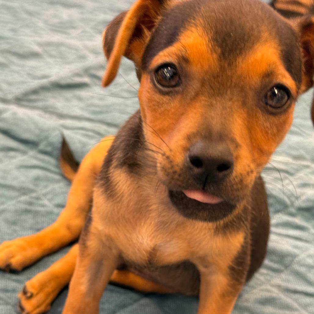 Enlarge Snoopy, a Adoptable mixed breed in Sacramento, CA image 2/4