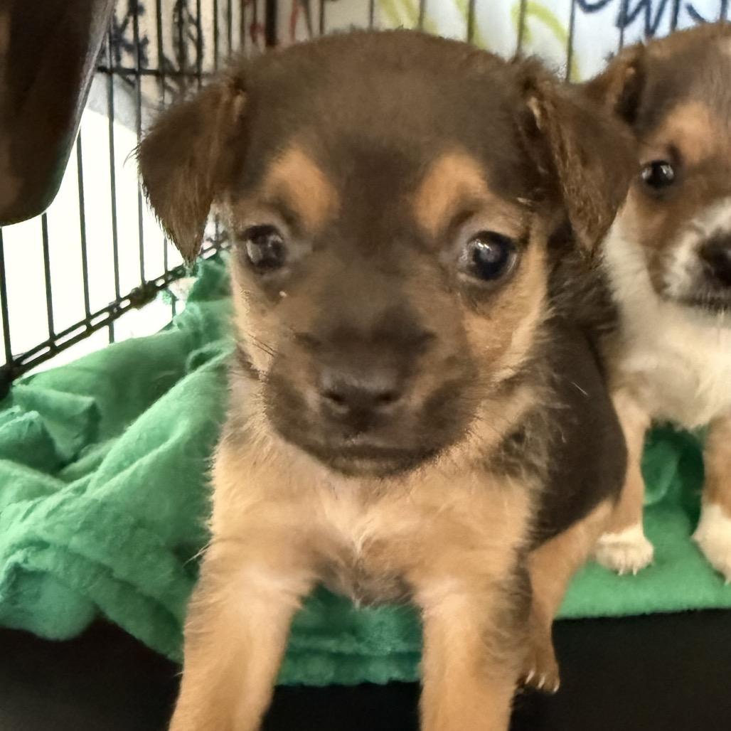 Enlarge Snoopy, a Adoptable mixed breed in Sacramento, CA image 3/4