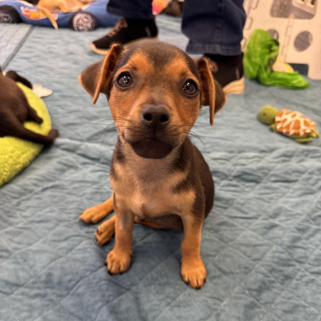 Enlarge Snoopy, a Adoptable mixed breed in Sacramento, CA image 4/4