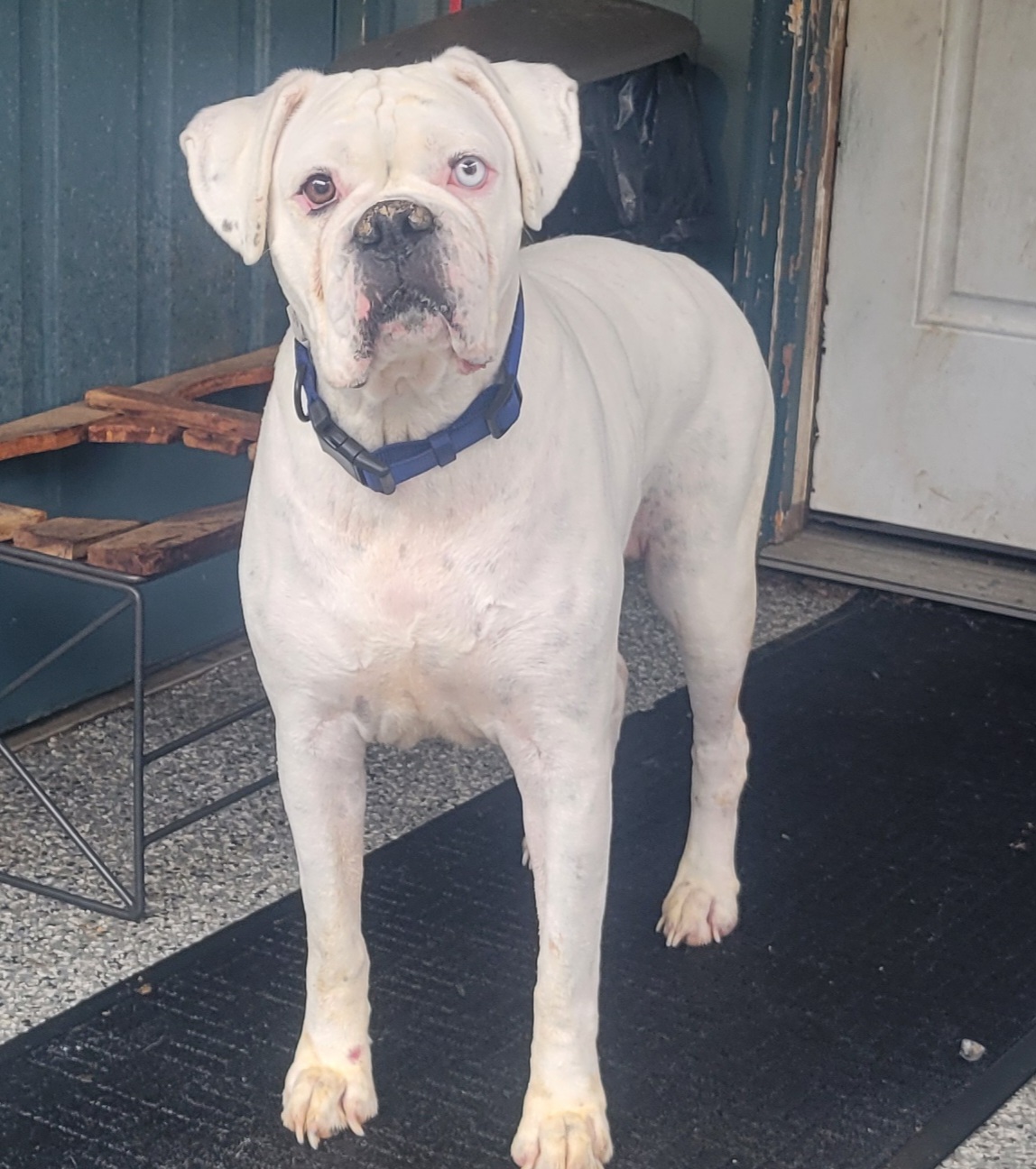 Mia, Adopted, Senior Female Boxer.