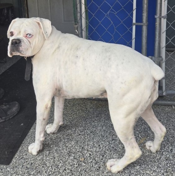 Mia, a Adopted Boxer in Blackstone, MA image 2/2