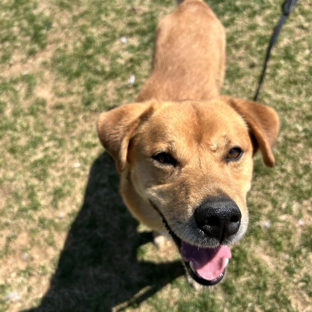 Oso, Adoptable, Adult Male Golden Retriever & Cattle Dog.