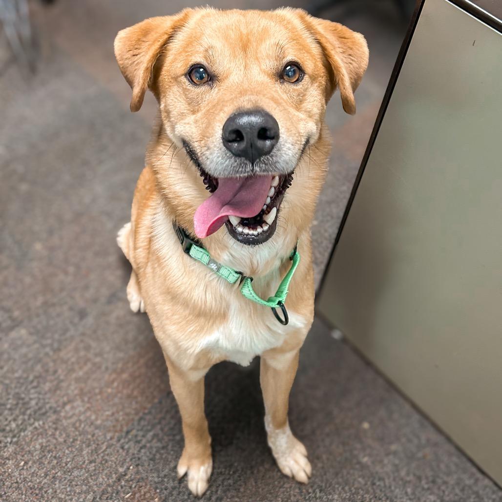 Enlarge Oso, a Adoptable mixed breed in Harrisonburg, VA image 2/6