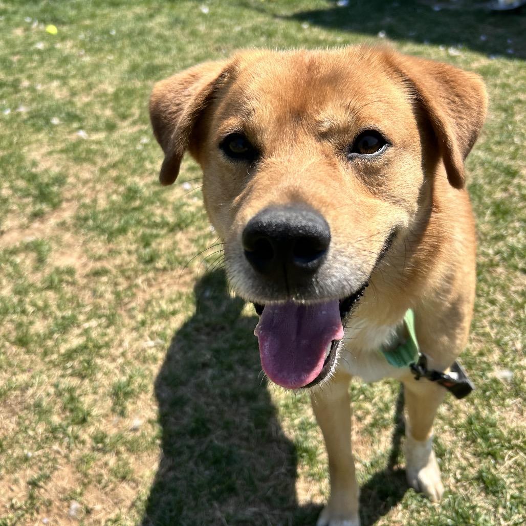 Enlarge Oso, a Adoptable mixed breed in Harrisonburg, VA image 3/6