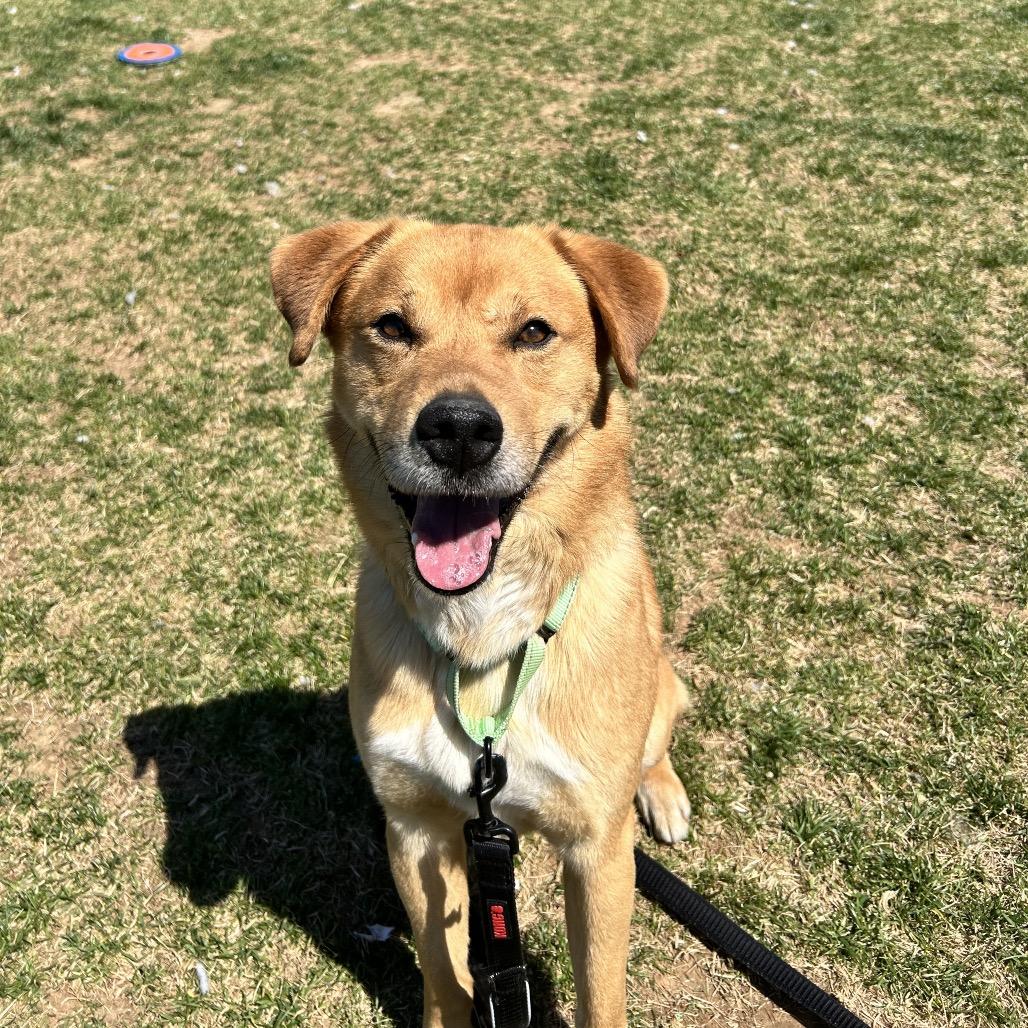 Enlarge Oso, a Adoptable mixed breed in Harrisonburg, VA image 4/6