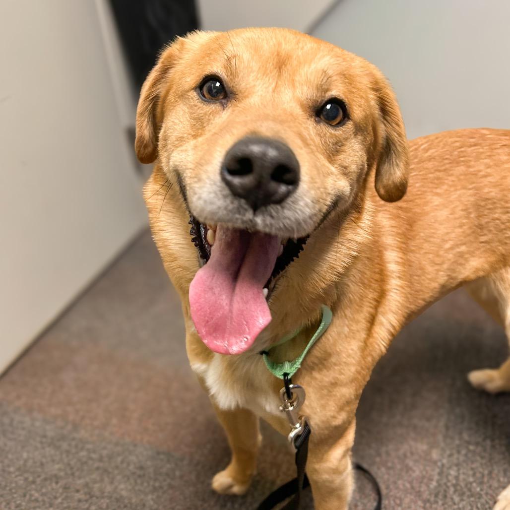 Enlarge Oso, a Adoptable mixed breed in Harrisonburg, VA image 6/6