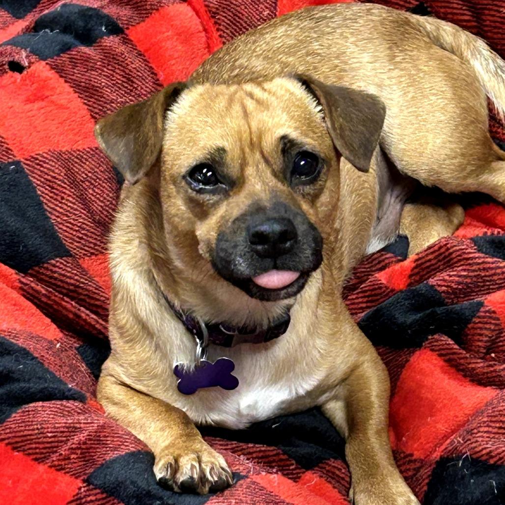 Sparky, Adoptable, Adult Male Chihuahua.