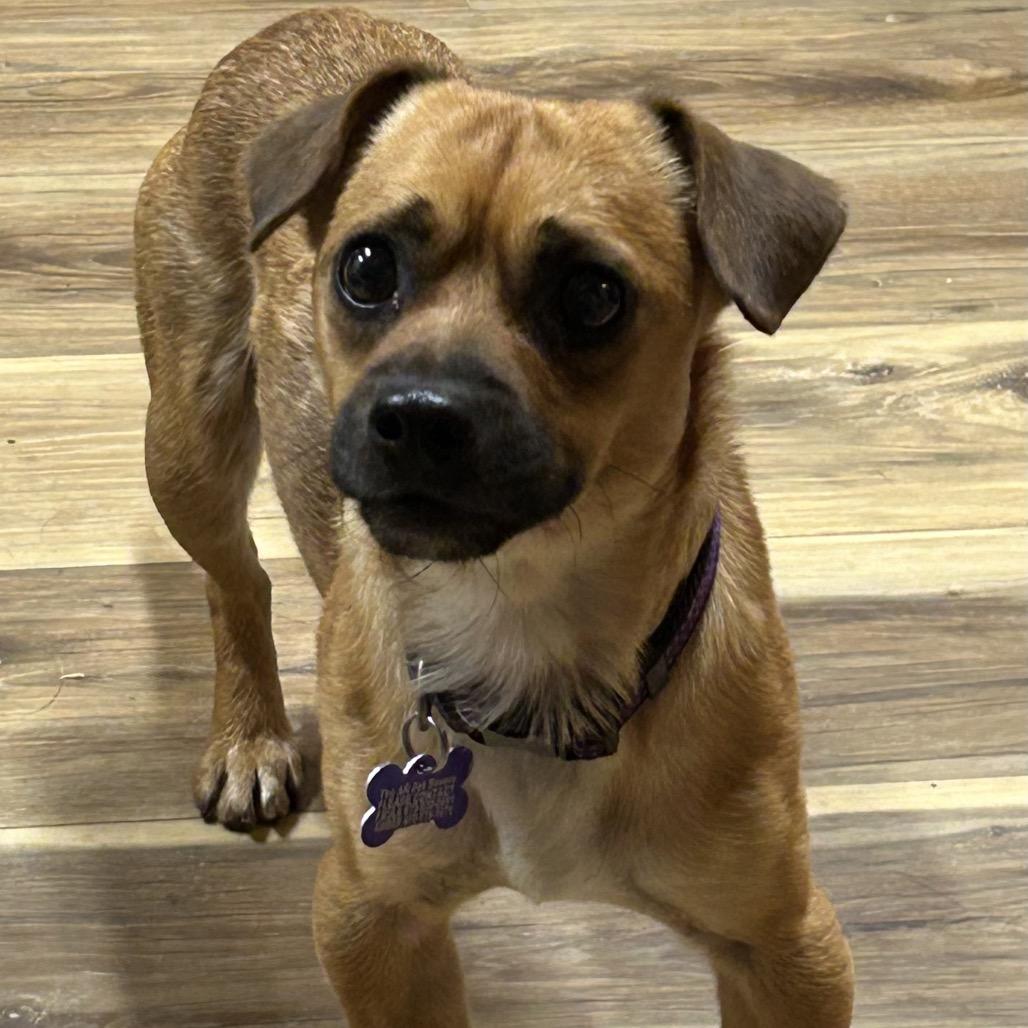 Sparky, a Adoptable Chihuahua in Rockville, MD image 2/3