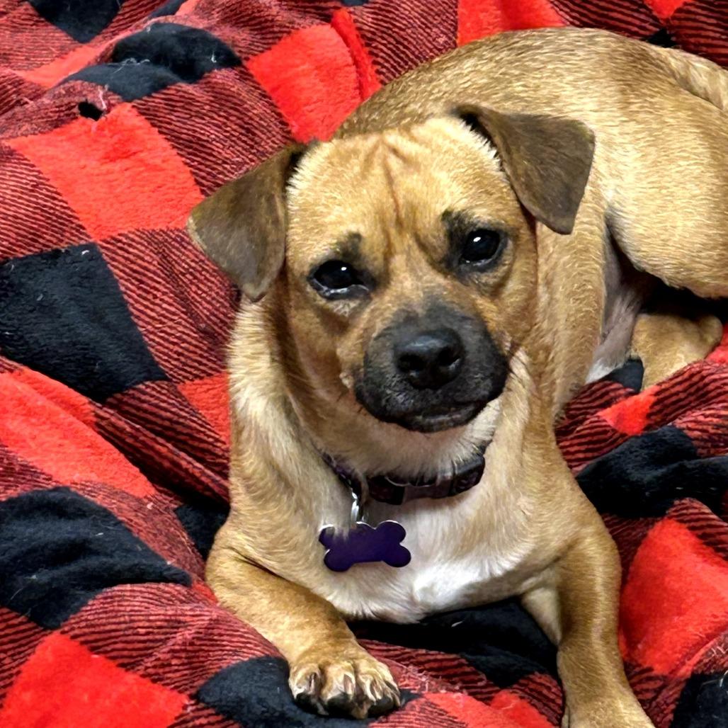 Sparky, a Adoptable Chihuahua in Rockville, MD image 3/3