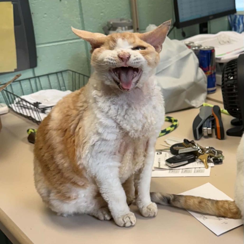 Oliver (Holland Cat Cove), Adoptable, Senior Male Devon Rex & Domestic Short Hair.
