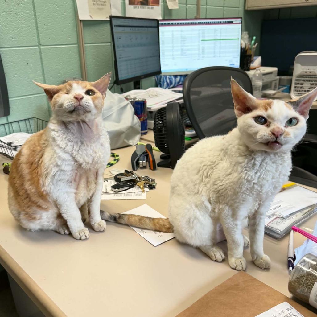 Enlarge Oliver (Holland Cat Cove), a Adoptable mixed breed in West Olive, MI image 2/5