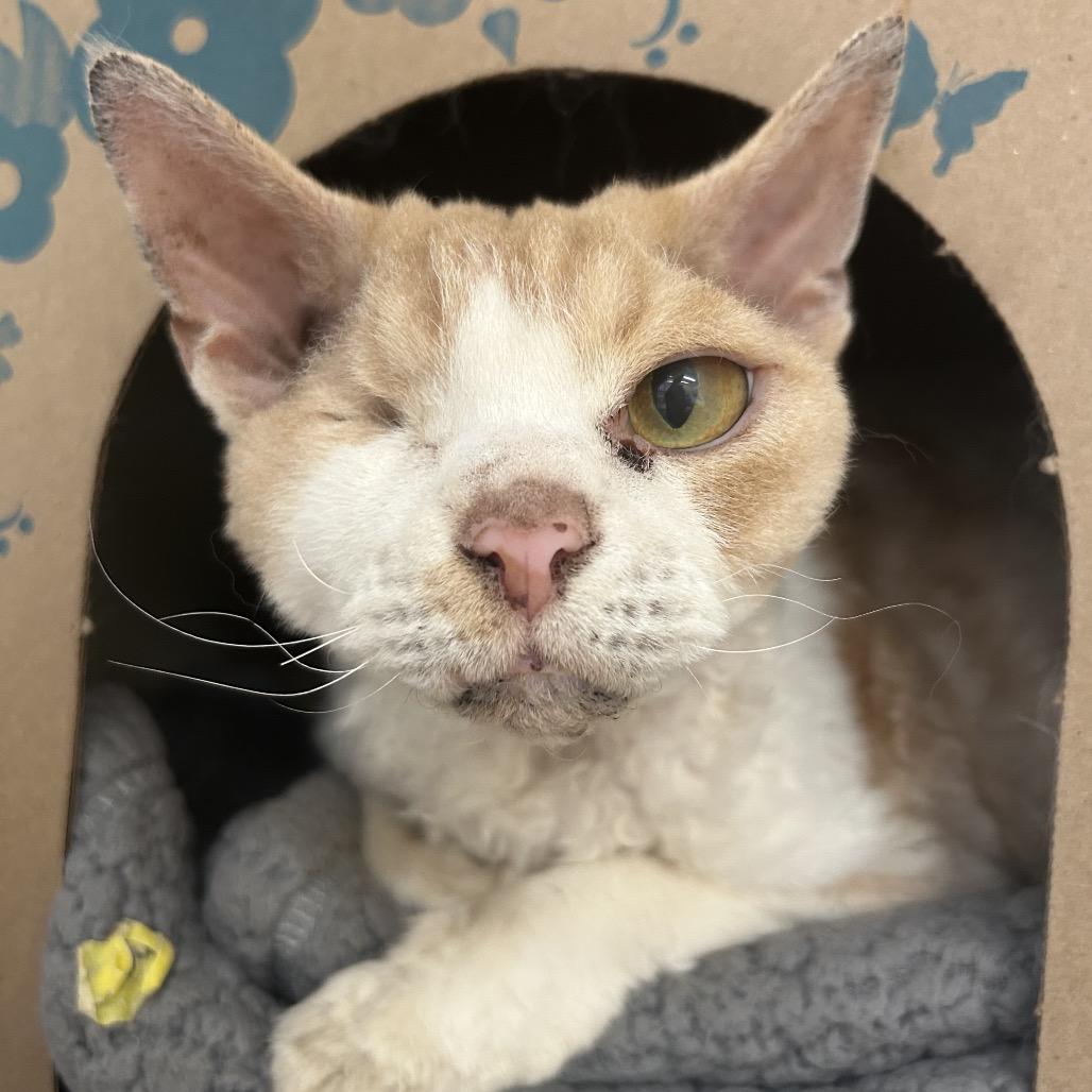 Enlarge Oliver (Holland Cat Cove), a Adoptable mixed breed in West Olive, MI image 3/5