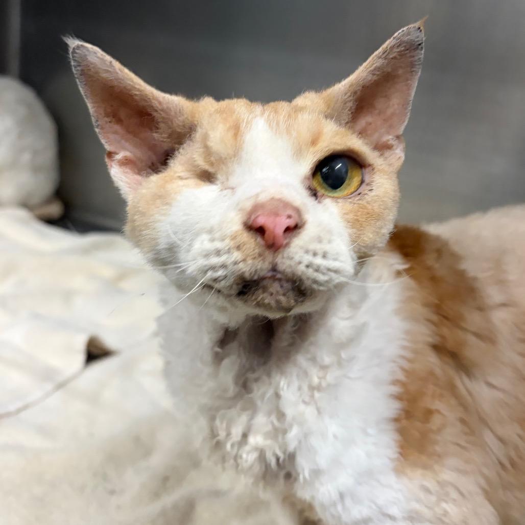 Enlarge Oliver (Holland Cat Cove), a Adoptable mixed breed in West Olive, MI image 5/5
