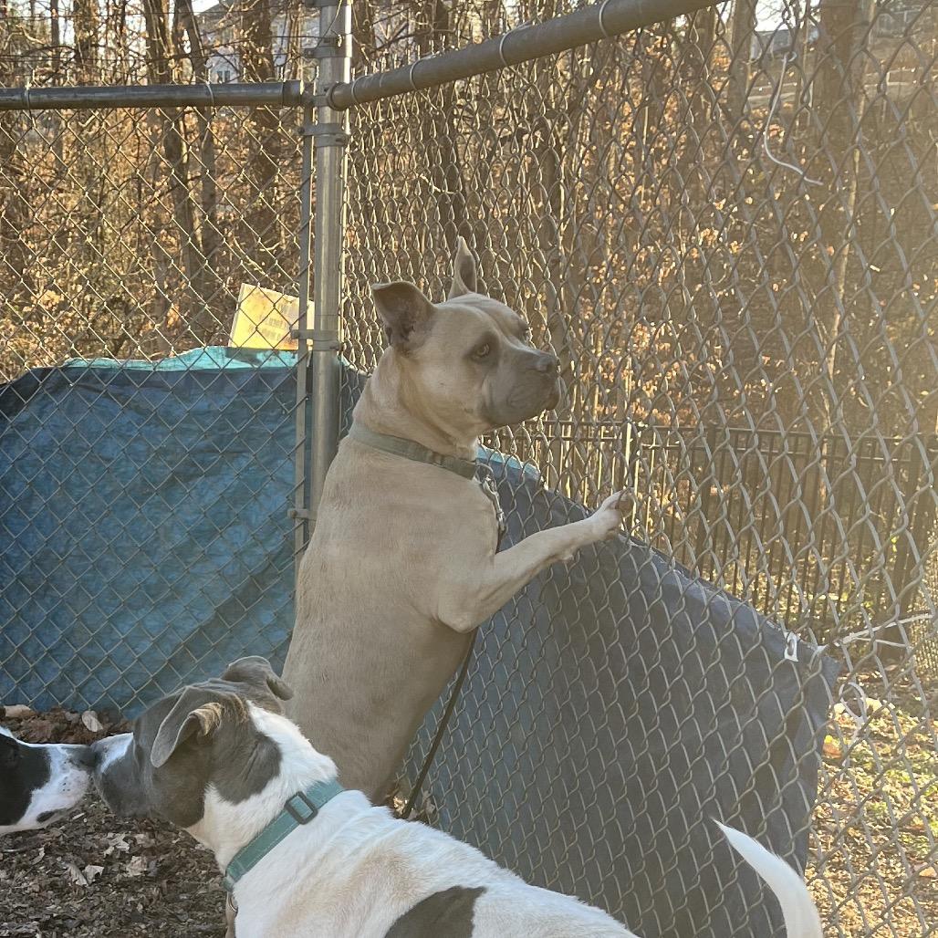 Marvin, Adoptable, Adult Male American Staffordshire Terrier.