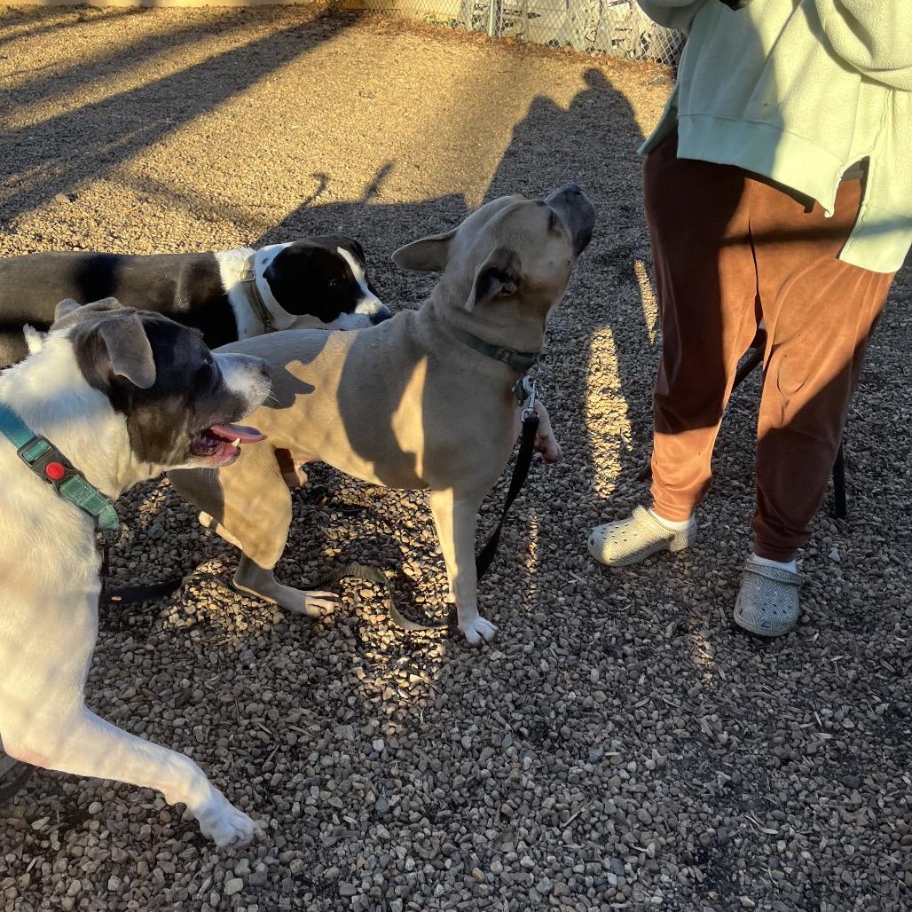 Marvin, a Adoptable American Staffordshire Terrier in Charlottesville, VA image 2/5