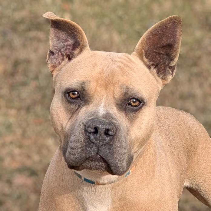 Marvin, a Adoptable American Staffordshire Terrier in Charlottesville, VA image 3/5