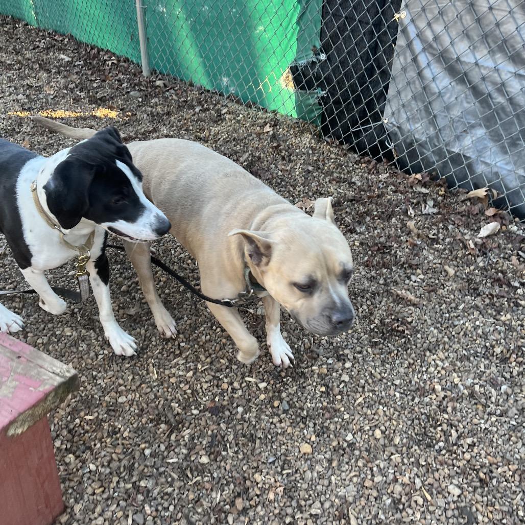 Marvin, a Adoptable American Staffordshire Terrier in Charlottesville, VA image 4/5
