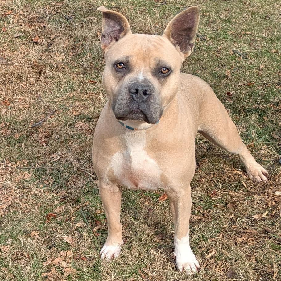 Marvin, a Adoptable American Staffordshire Terrier in Charlottesville, VA image 5/5