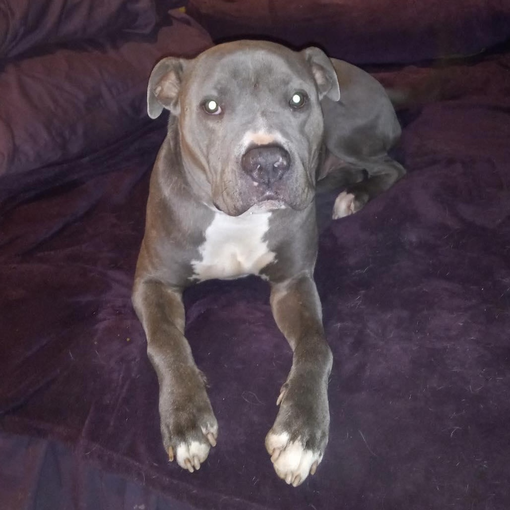 Souli, a Adoptable mixed breed in North Jackson, OH image 2/6