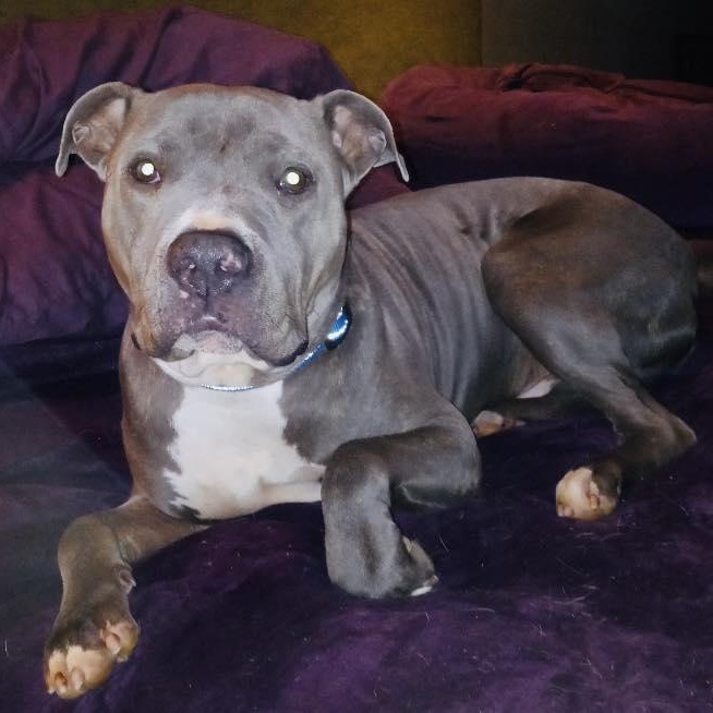 Souli, a Adoptable mixed breed in North Jackson, OH image 3/6