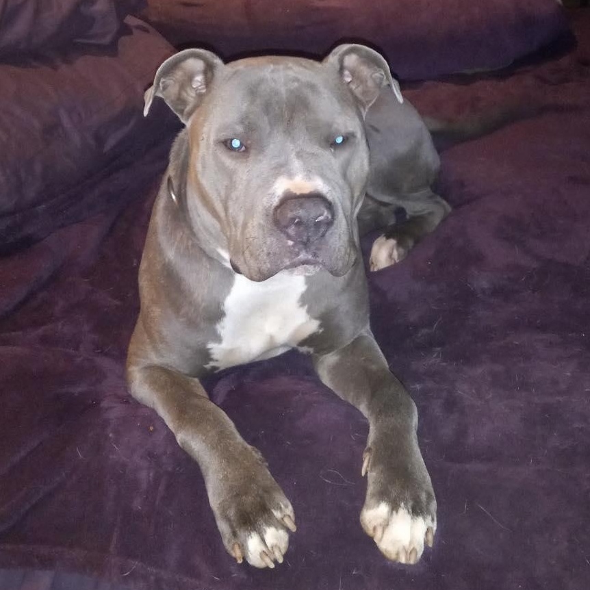 Souli, a Adoptable mixed breed in North Jackson, OH image 4/6