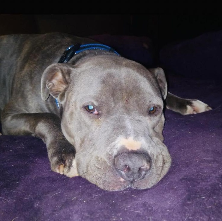 Souli, a Adoptable mixed breed in North Jackson, OH image 5/6