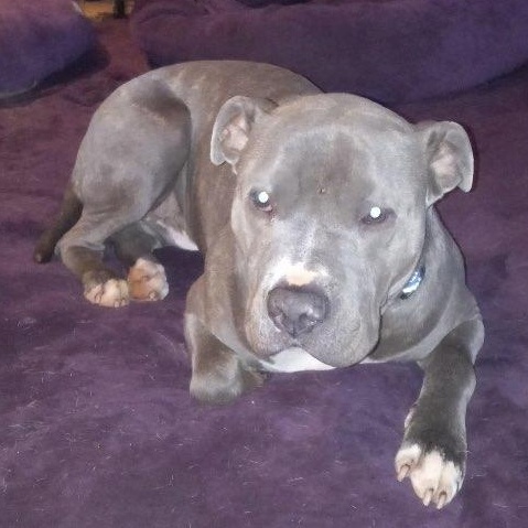 Souli, a Adoptable mixed breed in North Jackson, OH image 6/6