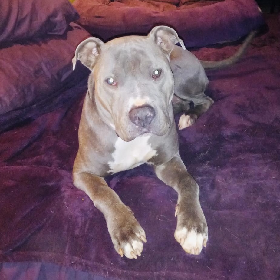 Souli, Adoptable, Young Male Bull Terrier.