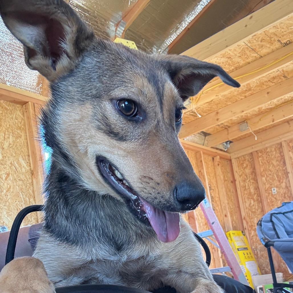 Sriracha, Adoptable, Young Female Mixed Breed.
