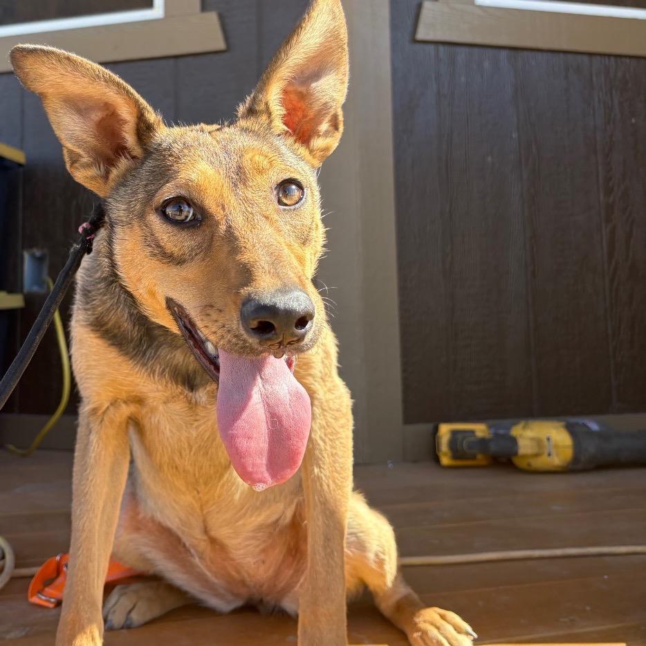 Enlarge Sriracha, a Adoptable Mixed Breed in Ione, CA image 2/4