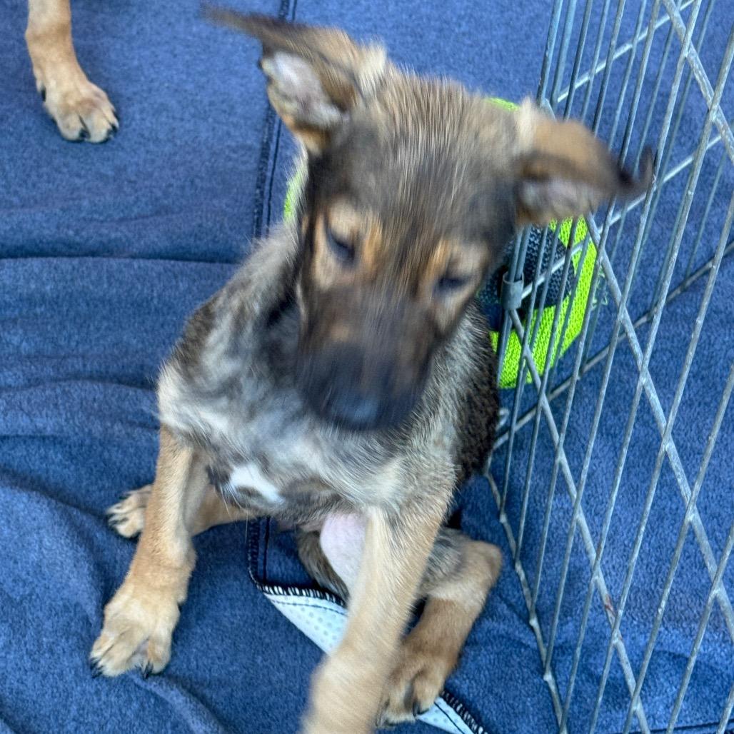 Enlarge Sriracha, a Adoptable Mixed Breed in Ione, CA image 3/4