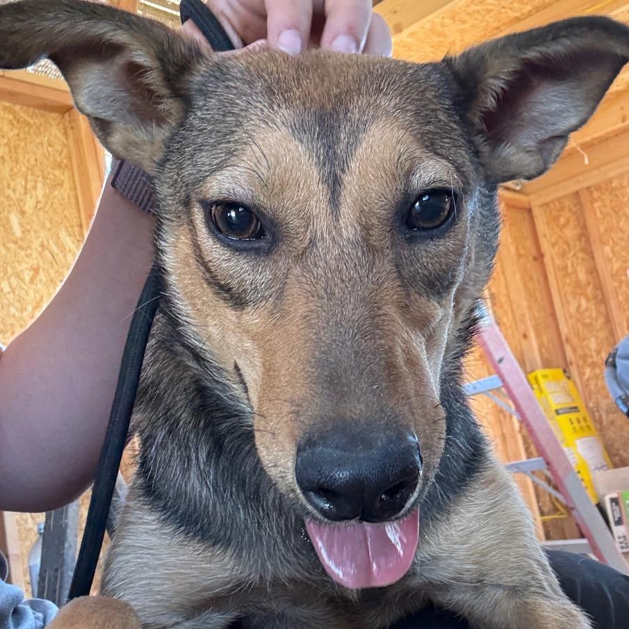 Enlarge Sriracha, a Adoptable Mixed Breed in Ione, CA image 4/4