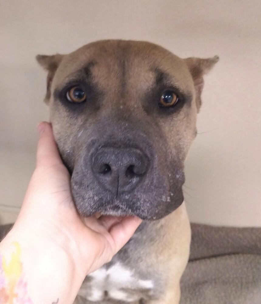 Enlarge Sage (female), a Adoptable mixed breed in Evergreen, CO image 3/3