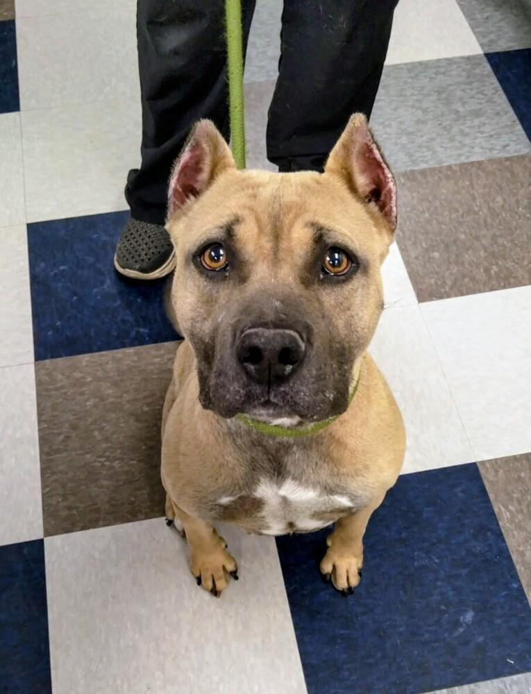 Enlarge Sage (female), a Adoptable mixed breed in Evergreen, CO image 2/3