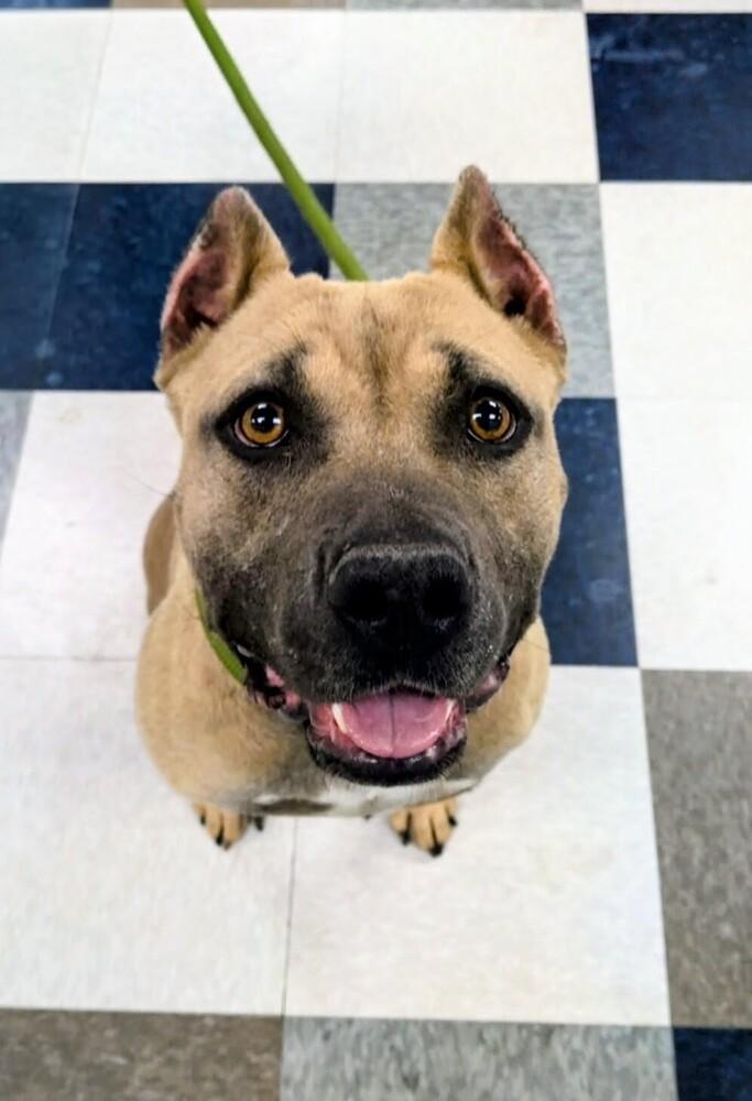 Enlarge Sage (female), a Adoptable mixed breed in Evergreen, CO image 1/3