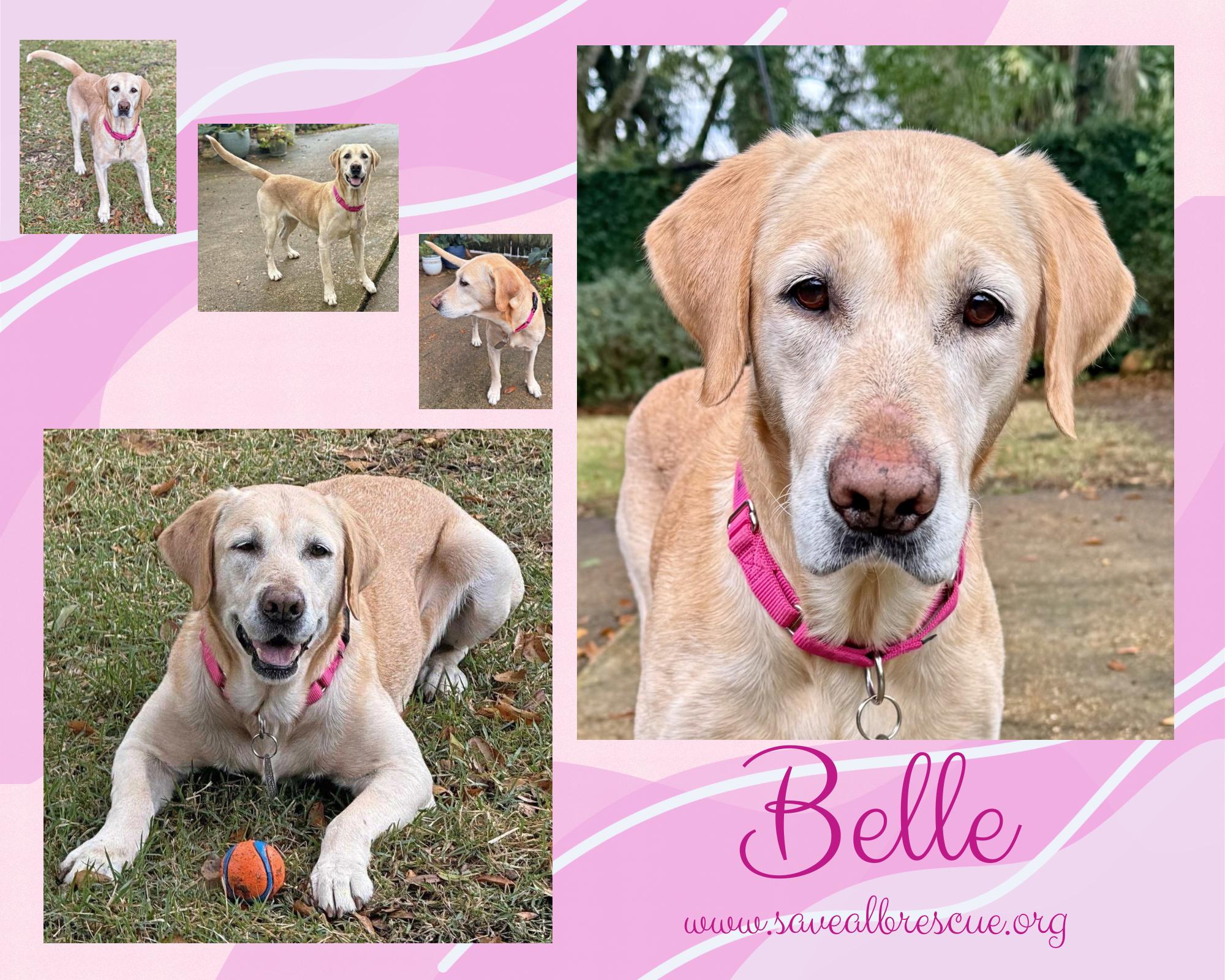 Enlarge Belle, a ADOPTABLE mixed breed in Newport, RI image 1/1