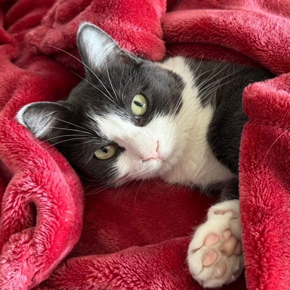 Havana, Adoptable, Young Female Domestic Short Hair.