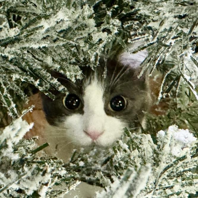 Havana, a Adoptable Domestic Short Hair image 1/3