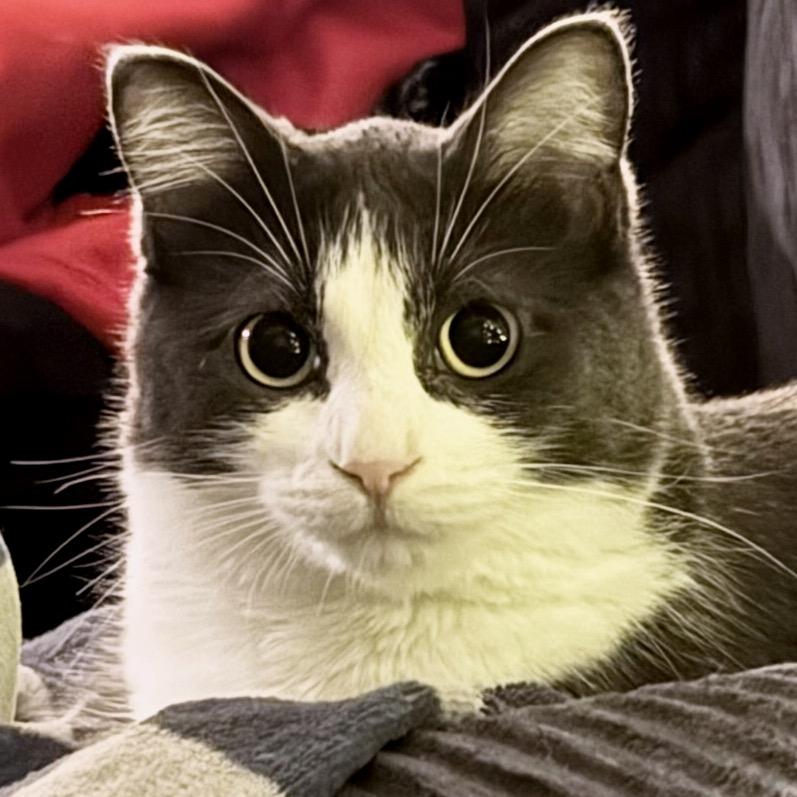 Havana, a Adoptable Domestic Short Hair image 2/3