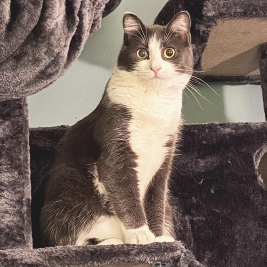 Havana, a Adoptable Domestic Short Hair image 3/3